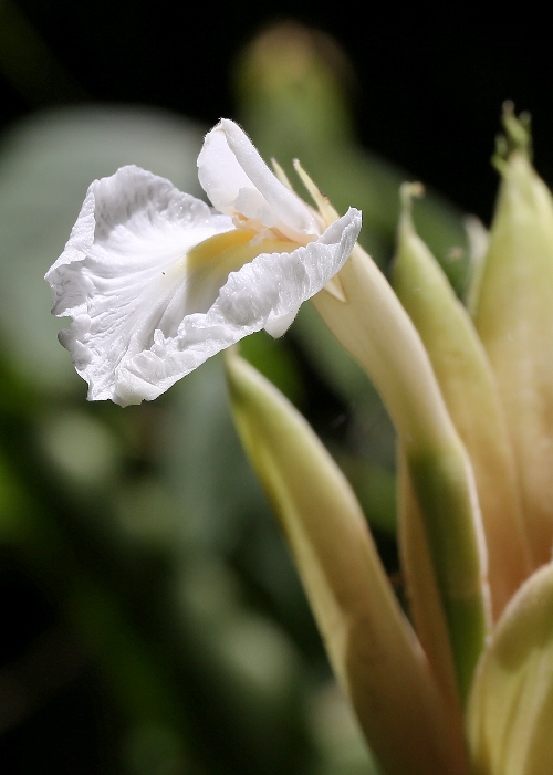 North Queensland Plants Zingiberaceae
